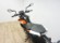 KTM DUKE 125