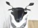 HONDA PCX 125