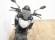 YAMAHA MT-125