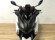 YAMAHA XMAX 125
