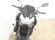 KAWASAKI Z 900 (e)(A) (ESCAPE HOMOLOGADO)
