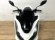 HONDA PCX 125