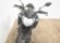 YAMAHA MT-125