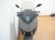 YAMAHA XMAX 125