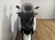 YAMAHA XMAX 400