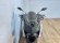 YAMAHA XMAX 300