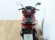 HONDA PCX 125