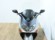 YAMAHA TMAX 500