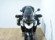 TRIUMPH TIGER 900 GT PRO (A) (TRES MALETAS)