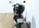 PIAGGIO LIBERTY 125 (TOP CASE)
