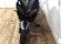 TRIUMPH TIGER SPORT 660 (TOP CASE) ( A)