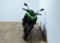 KAWASAKI Z 900 (E)(A2)