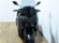 YAMAHA XMAX 125